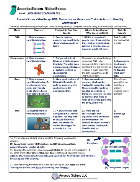 amoeba sisters video recap introduction to cells answer key|amoeba sisters biology handout.